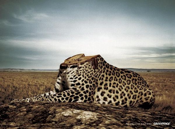 effects-of-deforestation-on-jaguars
